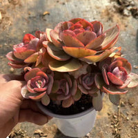 6'' Echeveria 'Suyon', Rare Live Succulent Plants