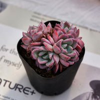 2'' Echeveria Werther, Rare Live Succulent Plants