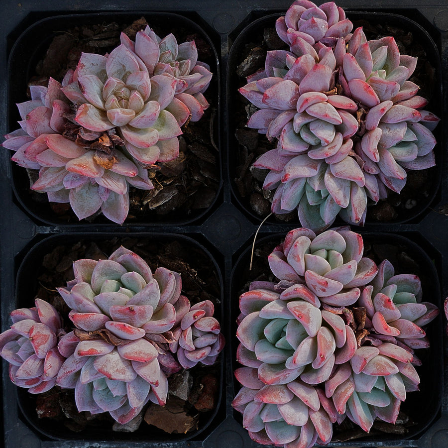 2'' Echeveria Werther, Rare Live Succulent Plants