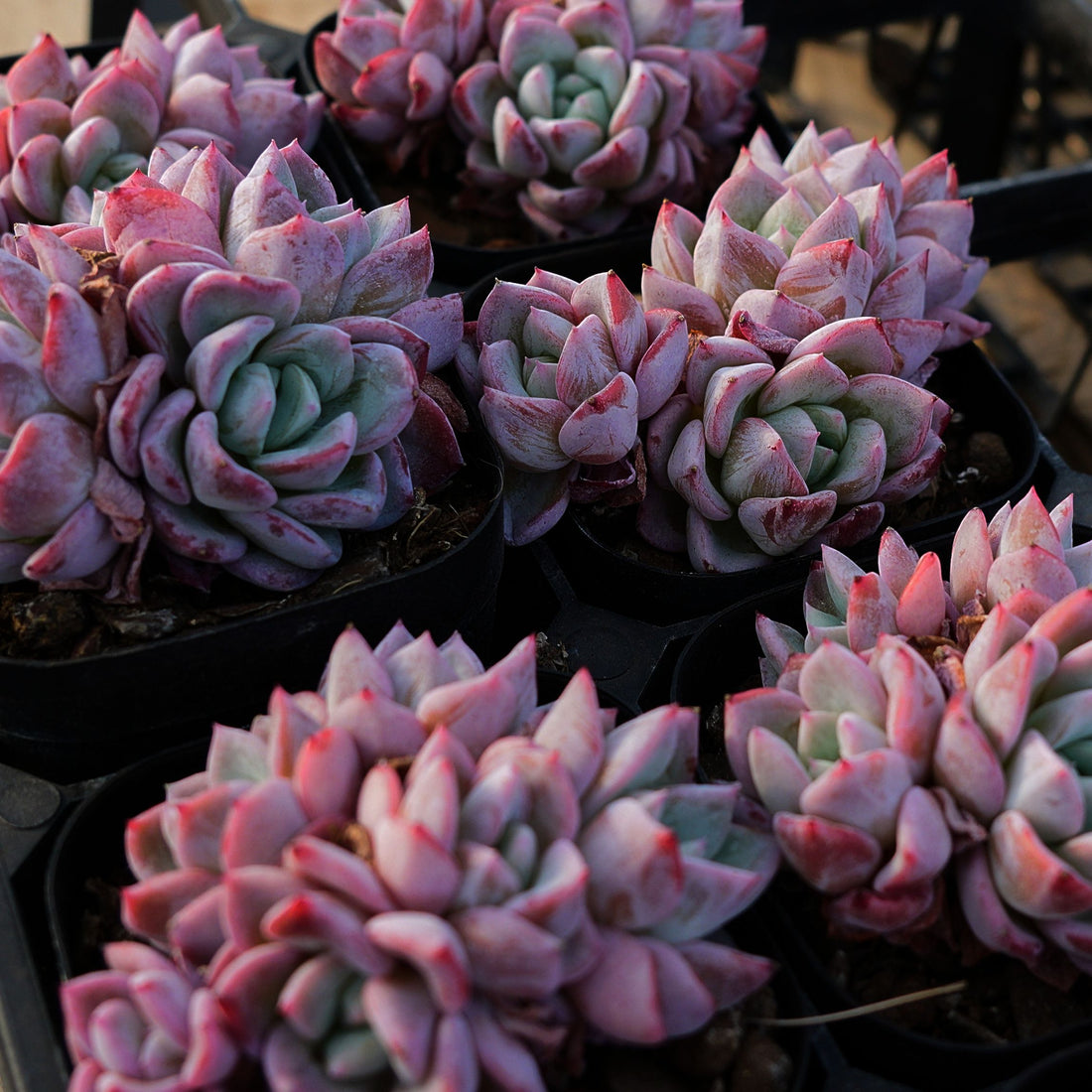 2'' Echeveria Werther, Rare Live Succulent Plants