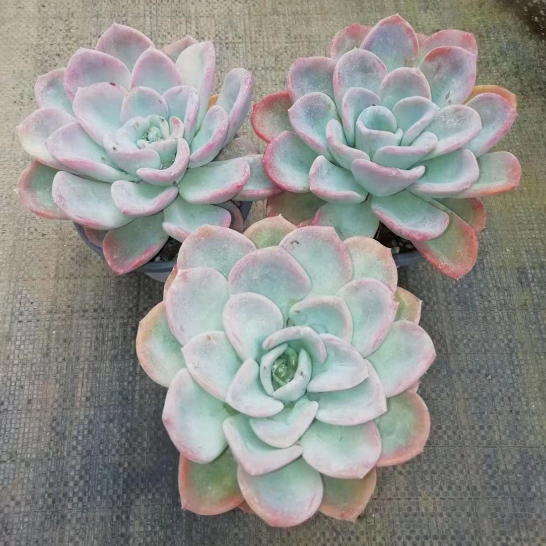 5'' Pachyveria 'Orpet', Rare Live Succulent Plants