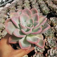 5'' Pachyveria 'Orpet', Rare Live Succulent Plants