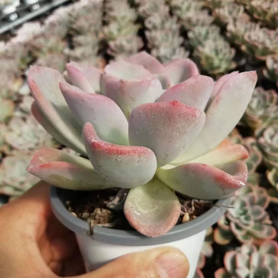 5'' Pachyveria 'Orpet', Rare Live Succulent Plants