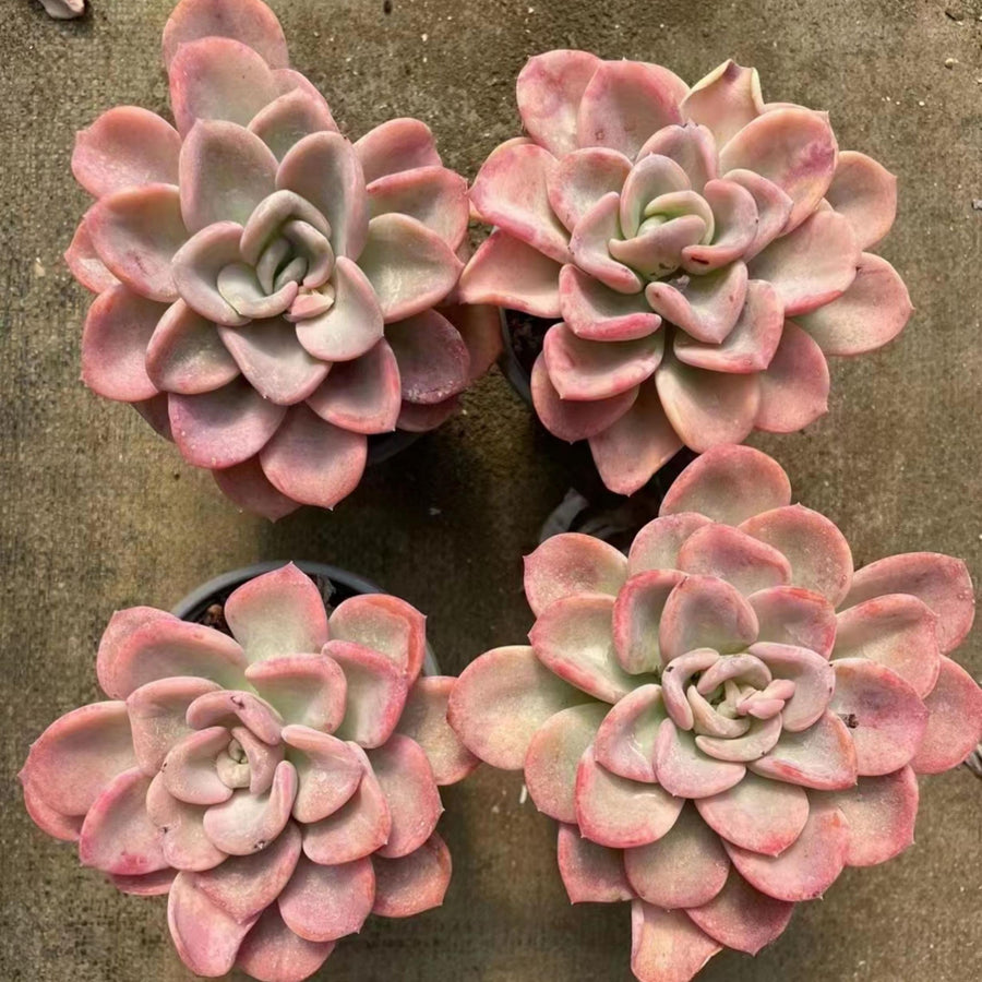 5'' Pachyveria 'Orpet', Rare Live Succulent Plants