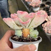 5'' Pachyveria 'Orpet', Rare Live Succulent Plants