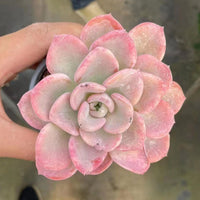 5'' Pachyveria 'Orpet', Rare Live Succulent Plants