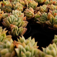 2'' Echeveria Lovesickness, Rare Live Succulent Plants