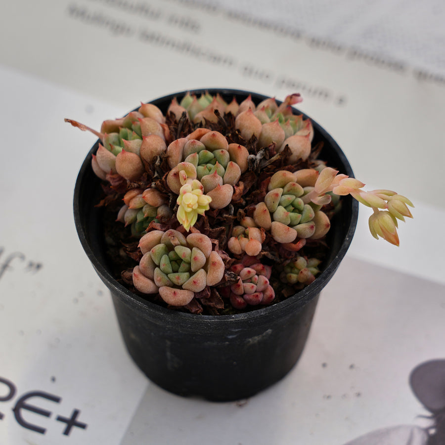 bubble looking succulent 2'' Echeveria Cute Bubble, Rare Live Succulent Plants – cocosucculent
