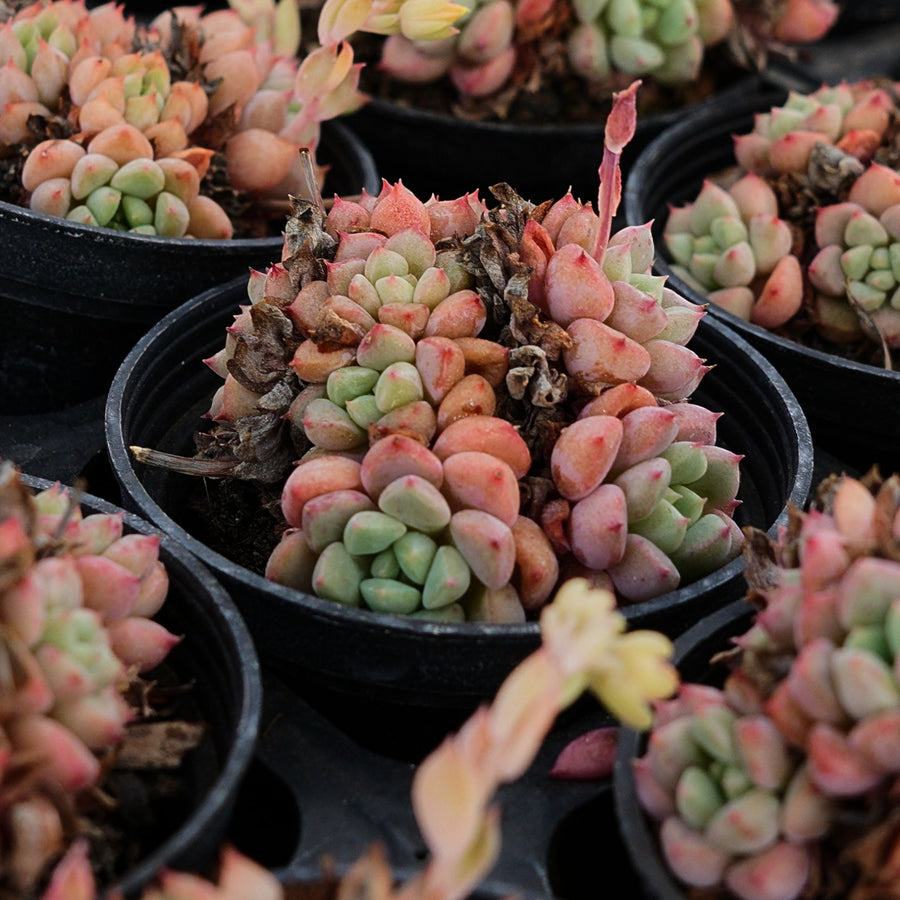 2'' Echeveria Cute Bubble, Rare Live Succulent Plants