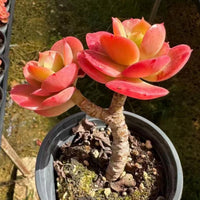5'' Echeveria Multicalulis 'Ginmei Tennyo', Rare Live Succulent Plants