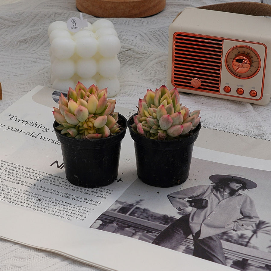 2'' Echeveria Mebina Variegated, Rare Live Succulent Plants