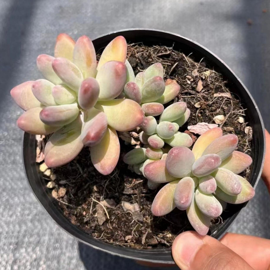 5'' Pachyphytum Garciae, Rare Live Succulent Plants