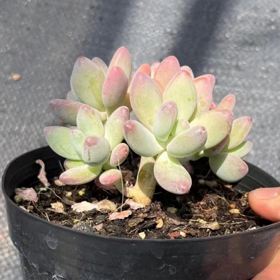 5'' Pachyphytum Garciae, Rare Live Succulent Plants