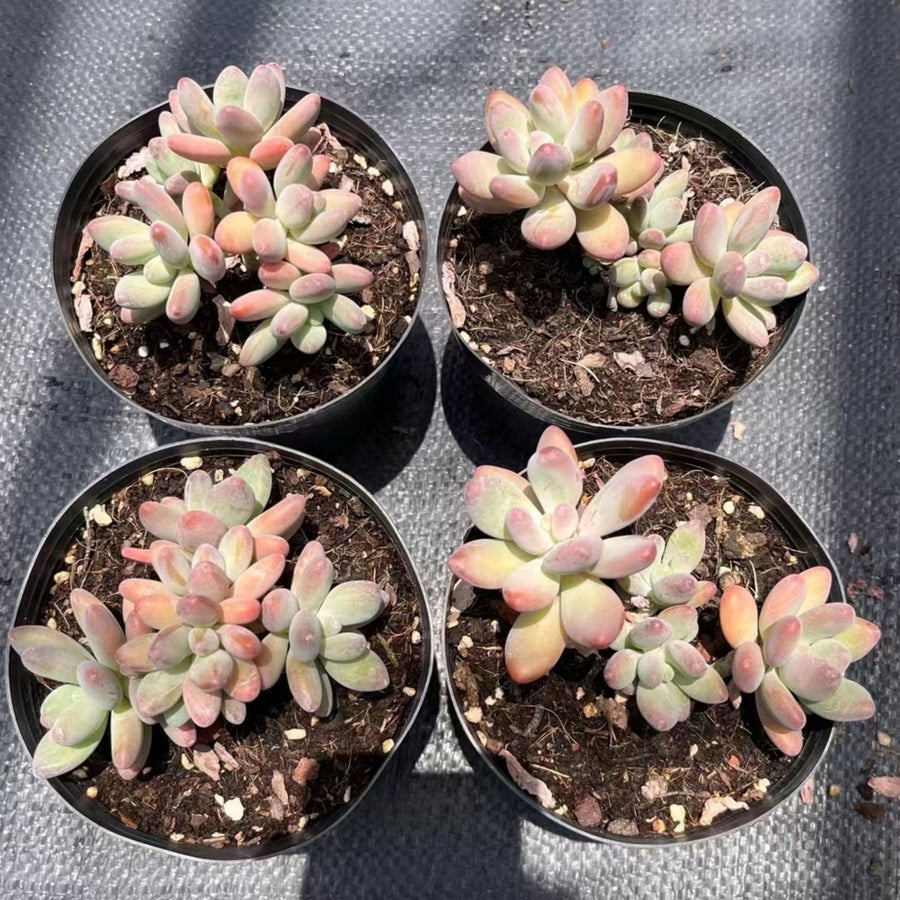 5'' Pachyphytum Garciae, Rare Live Succulent Plants