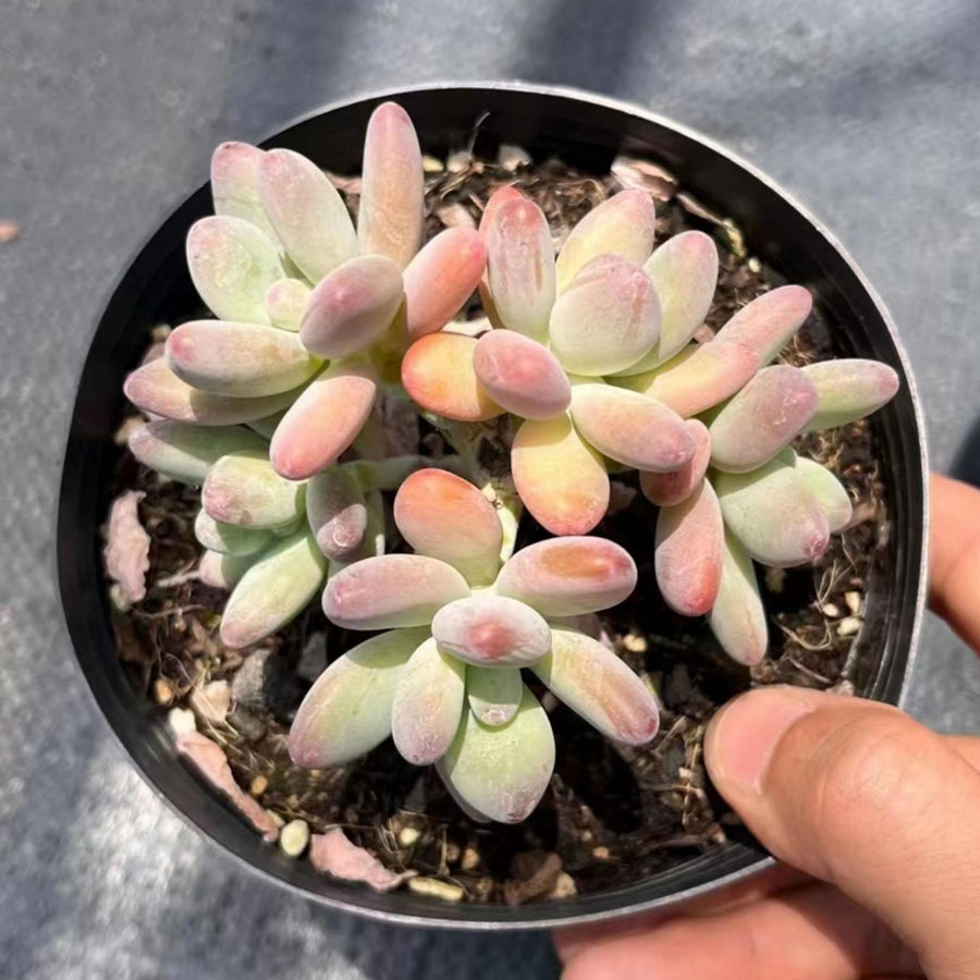 5'' Pachyphytum Garciae, Rare Live Succulent Plants