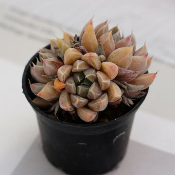 2'' Echeveria Nebula, Rare Live Succulent Plants