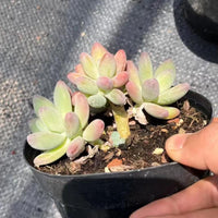 5'' Pachyphytum Garciae, Rare Live Succulent Plants