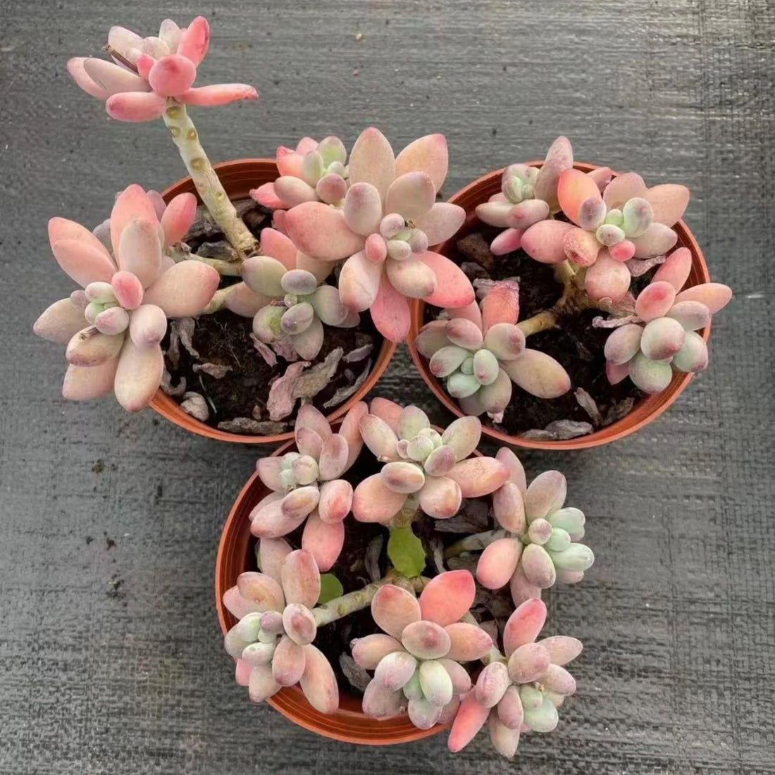 5'' Pachyphytum Garciae, Rare Live Succulent Plants