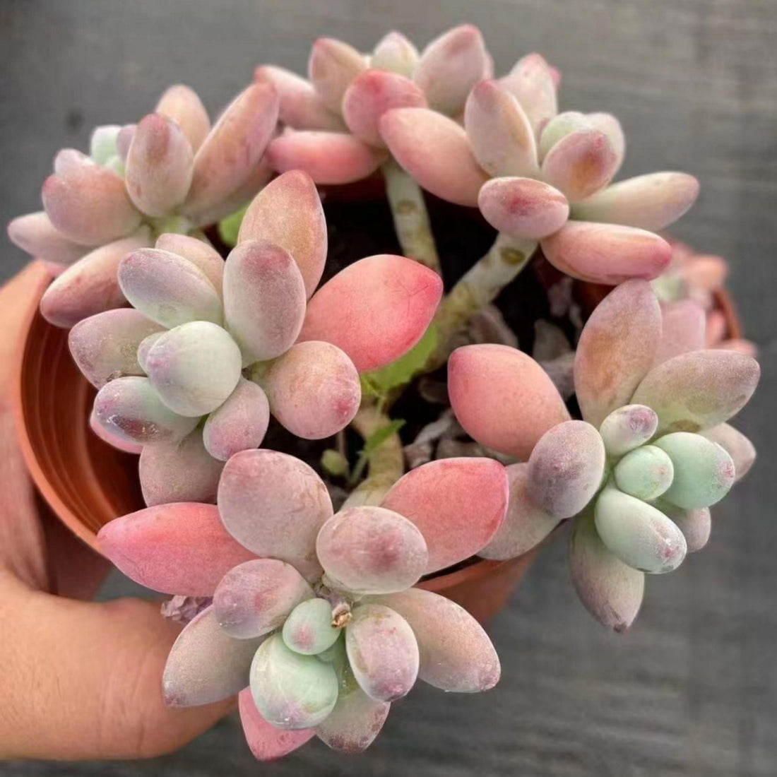 5'' Pachyphytum Garciae, Rare Live Succulent Plants