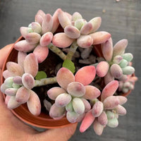 5'' Pachyphytum Garciae, Rare Live Succulent Plants