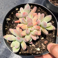 5'' Pachyphytum Garciae, Rare Live Succulent Plants