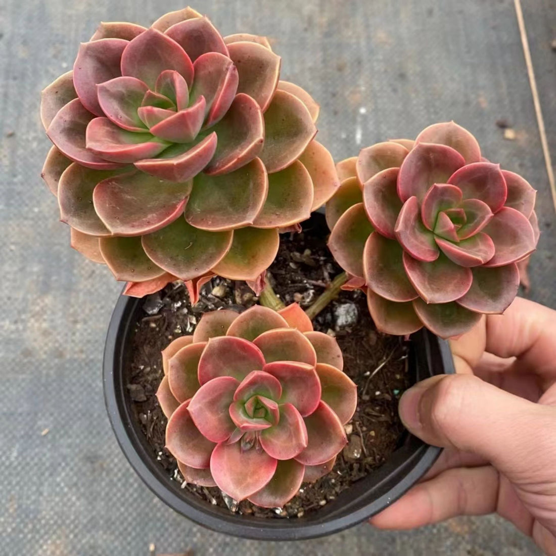 5'' Echeveria Melaco, Rare Live Succulent Plants