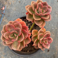 5'' Echeveria Melaco, Rare Live Succulent Plants