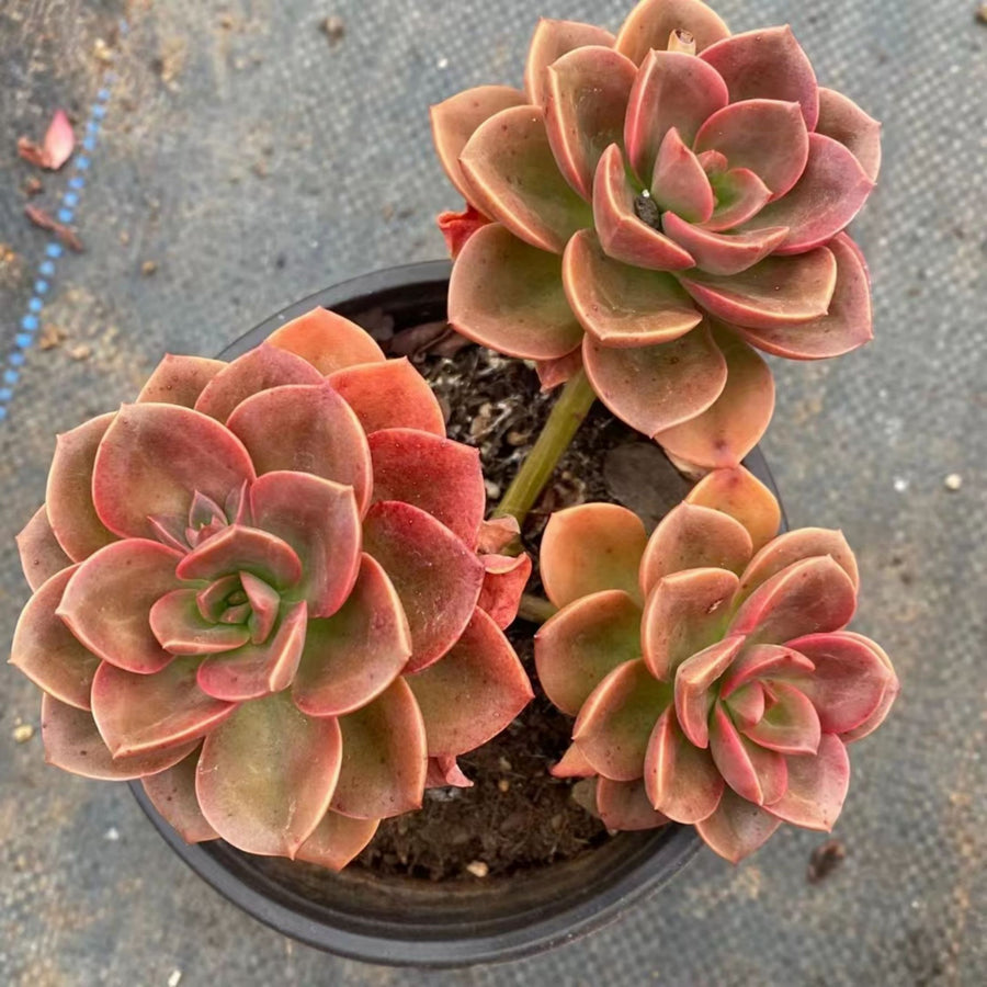 5'' Echeveria Melaco, Rare Live Succulent Plants