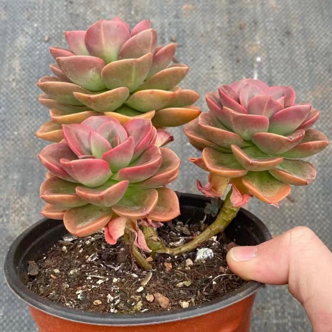 5'' Echeveria Melaco, Rare Live Succulent Plants