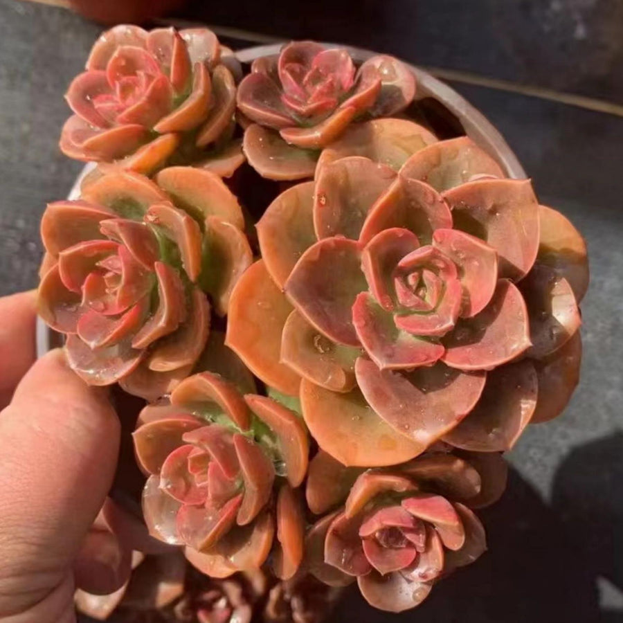 5'' Echeveria Melaco, Rare Live Succulent Plants