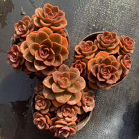 5'' Echeveria Melaco, Rare Live Succulent Plants