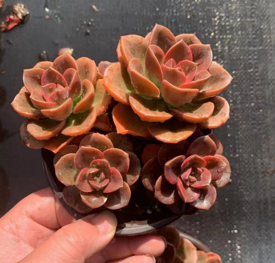 5'' Echeveria Melaco, Rare Live Succulent Plants