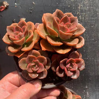 5'' Echeveria Melaco, Rare Live Succulent Plants