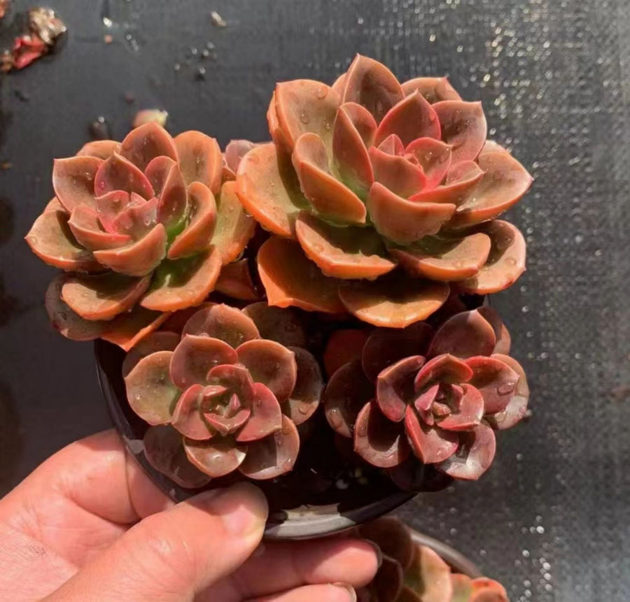 5'' Echeveria Melaco, Rare Live Succulent Plants