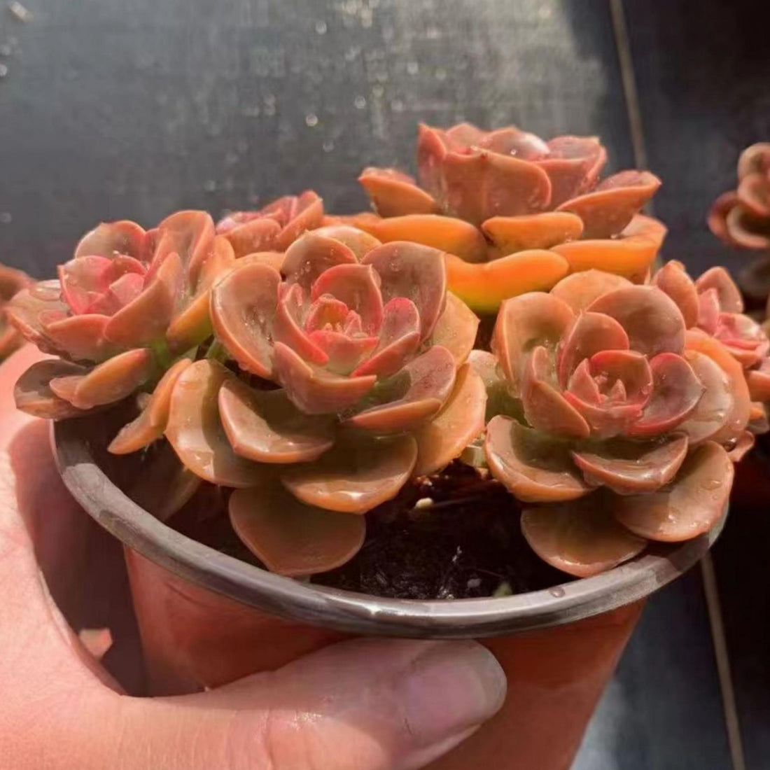 5'' Echeveria Melaco, Rare Live Succulent Plants