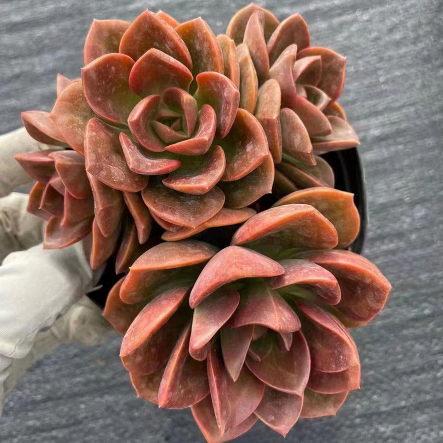 5'' Echeveria Melaco, Rare Live Succulent Plants