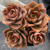 5'' Echeveria Melaco, Rare Live Succulent Plants