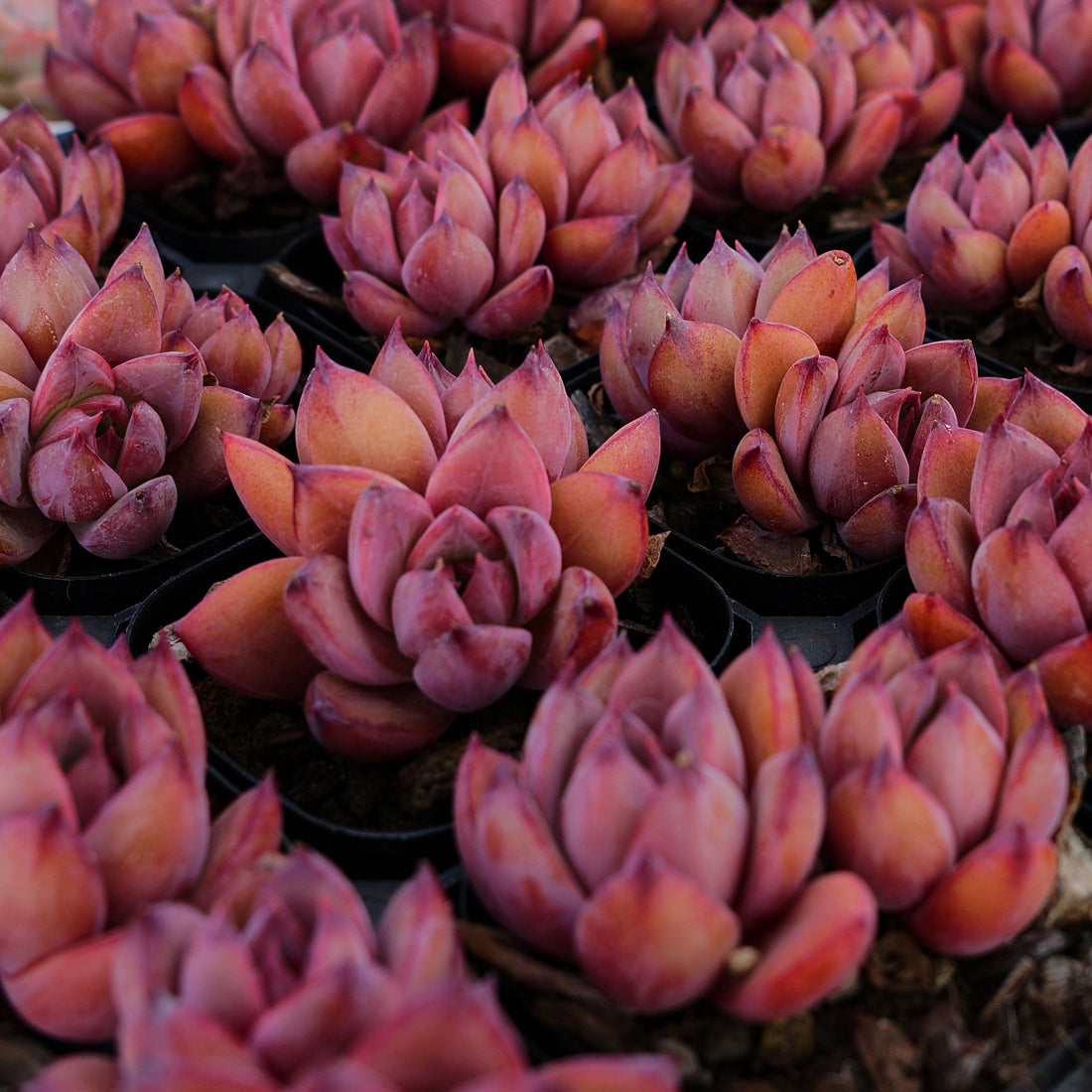 2'' Echeveria Red Sun, Rare Live Succulent Plants