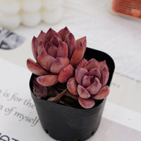 2'' Echeveria Red Sun, Rare Live Succulent Plants