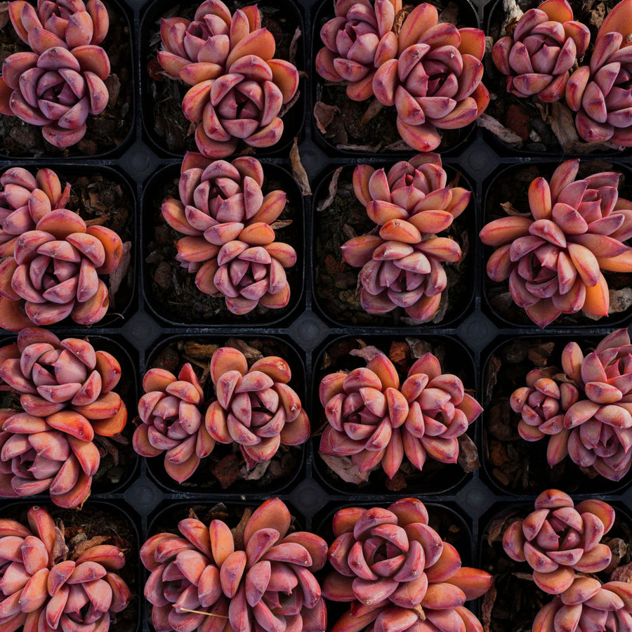 2'' Echeveria Red Sun, Rare Live Succulent Plants