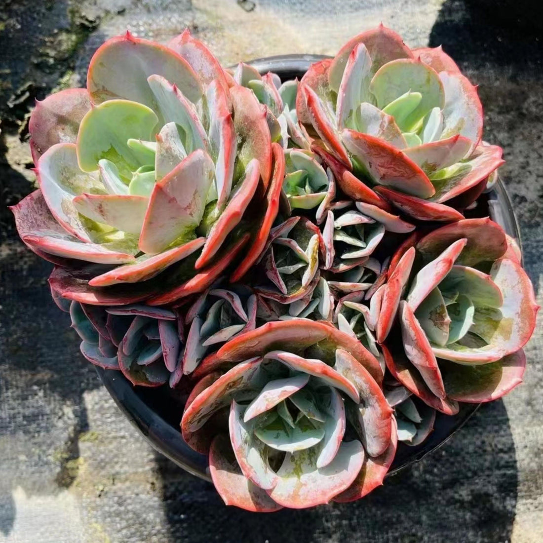 5'' Echeveria 'Cassyz', Rare Live Succulent Plants