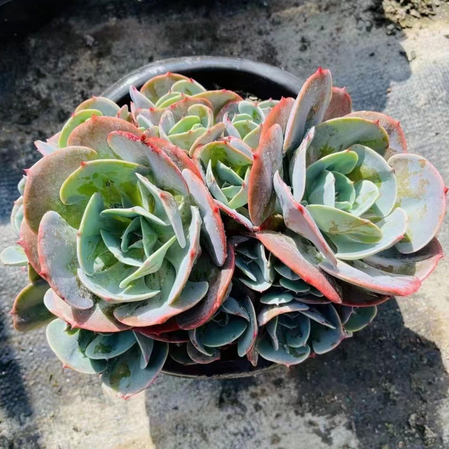 5'' Echeveria 'Cassyz', Rare Live Succulent Plants