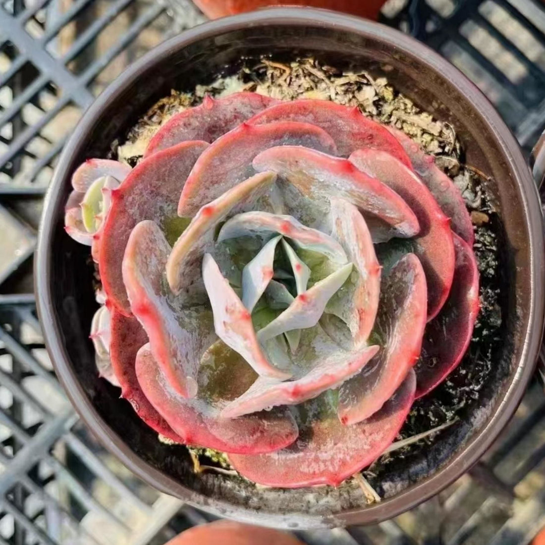 5'' Echeveria 'Cassyz', Rare Live Succulent Plants