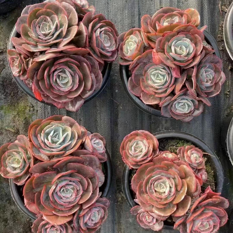 5'' Echeveria 'Cassyz', Rare Live Succulent Plants