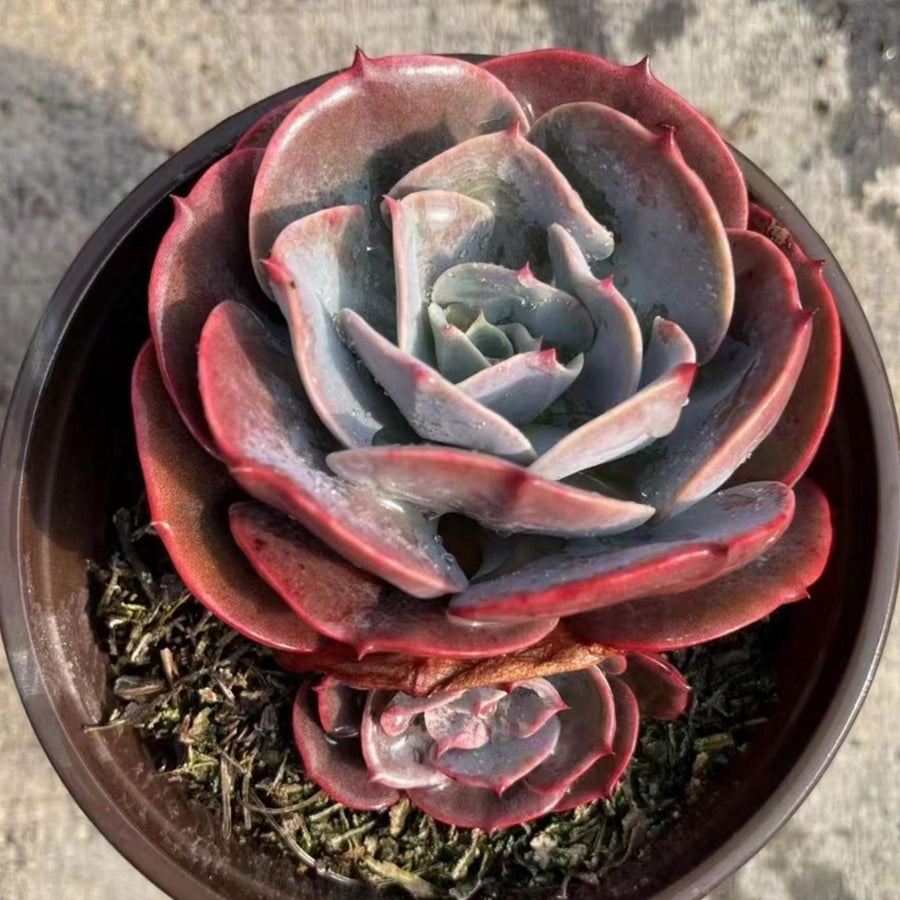 5'' Echeveria 'Cassyz', Rare Live Succulent Plants