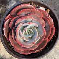 5'' Echeveria 'Cassyz', Rare Live Succulent Plants