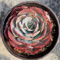 5'' Echeveria 'Cassyz', Rare Live Succulent Plants