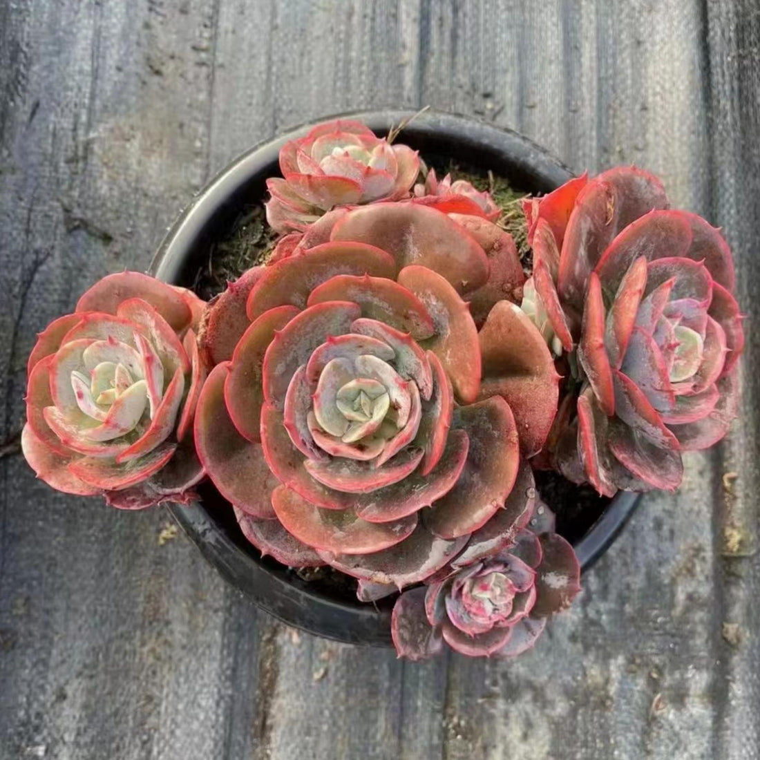 5'' Echeveria 'Cassyz', Rare Live Succulent Plants