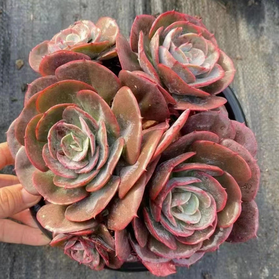 5'' Echeveria 'Cassyz', Rare Live Succulent Plants