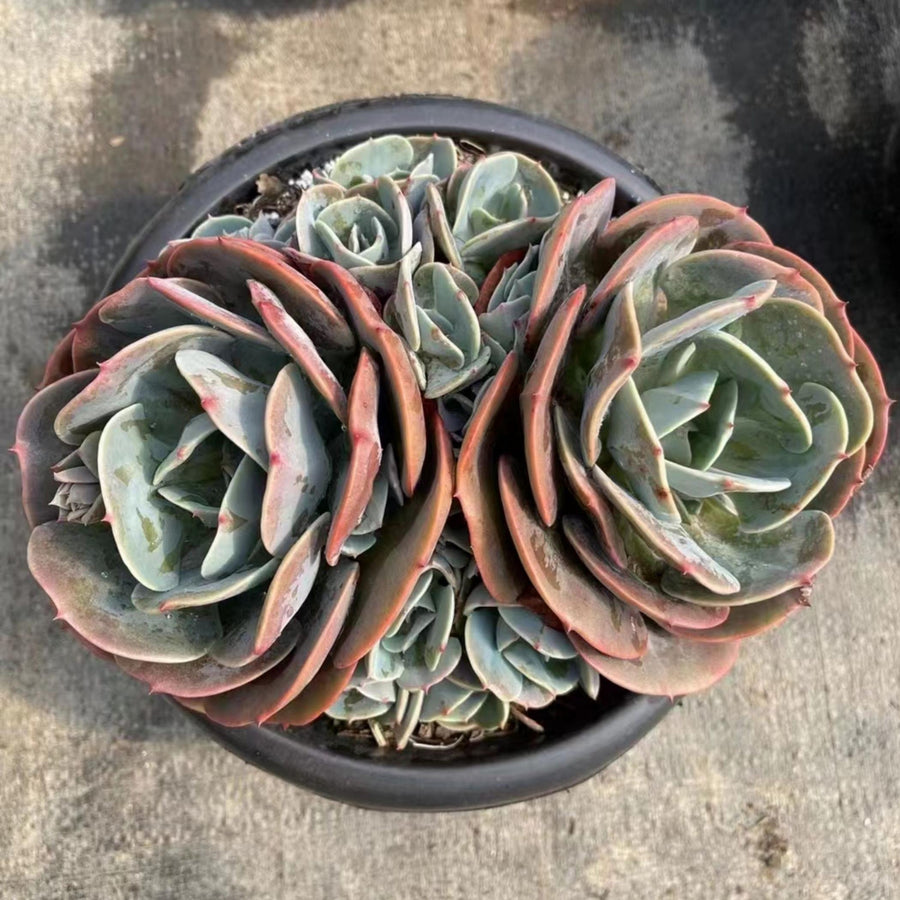 5'' Echeveria 'Cassyz', Rare Live Succulent Plants